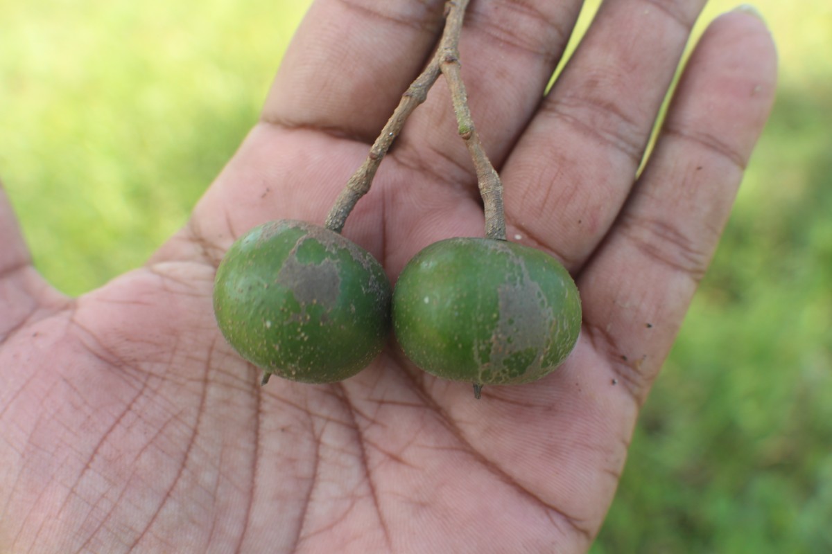 Shirakiopsis indica (Willd.) Esser